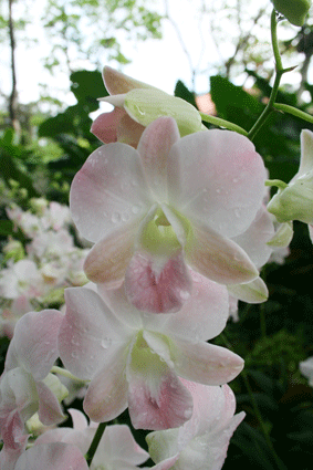 IMG_2394.gif