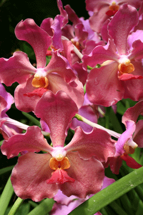 IMG_2419.gif