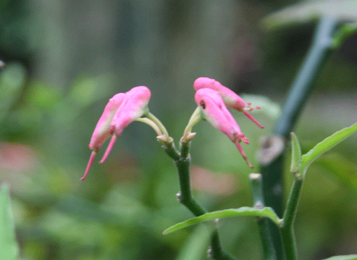 IMG_2459.gif
