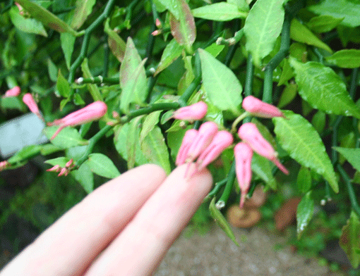 IMG_2463.gif